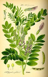 250px-Illustration_Glycyrrhiza_glabra0