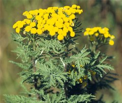 Tanacetum-vulgare-tanaceto