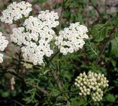 achillea_nobilis2