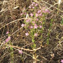 centaurea_minore