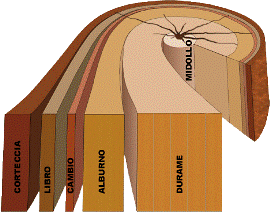 stuttura-del-legno